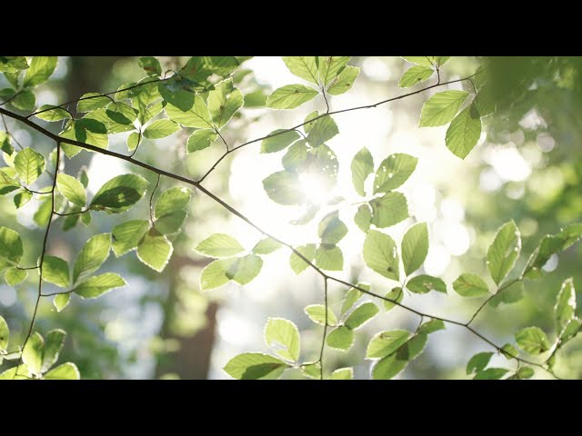 Riese & Müller - A personal story